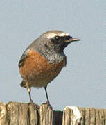 Common Redstart