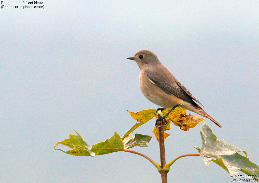 Common Redstart female