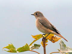 Common Redstart