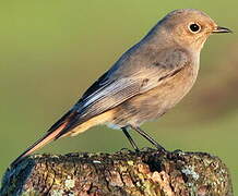 Black Redstart