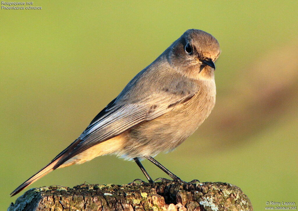 Black Redstart female adult