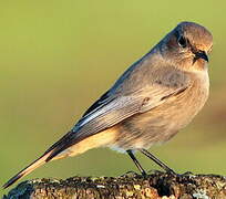 Black Redstart