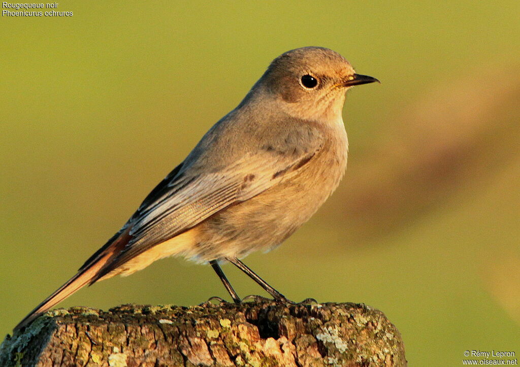 Black Redstart female adult