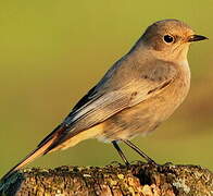 Black Redstart