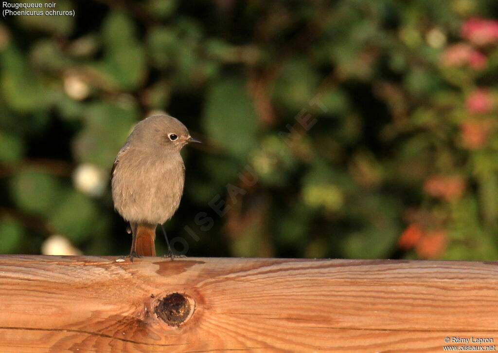 Black Redstart female adult