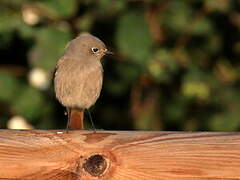 Black Redstart