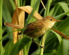 Eurasian Reed Warbler