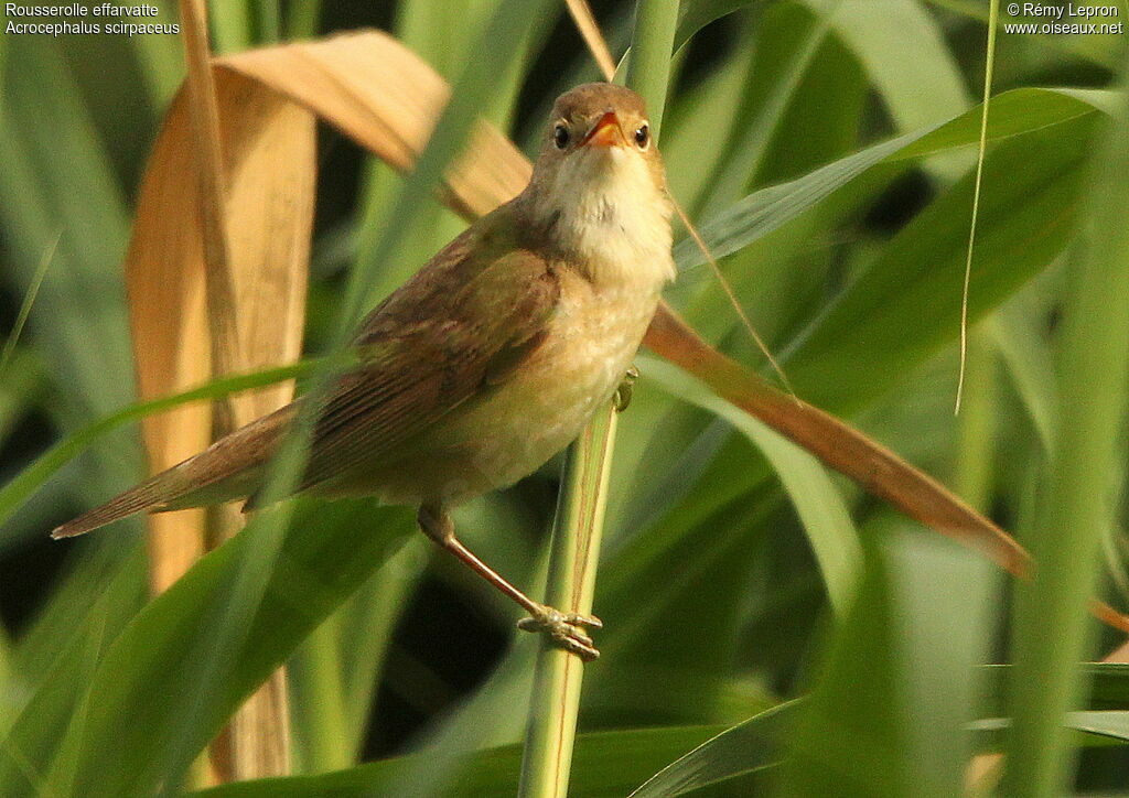 Eurasian Reed Warbler