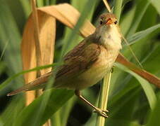 Eurasian Reed Warbler