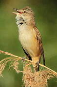 Great Reed Warbler