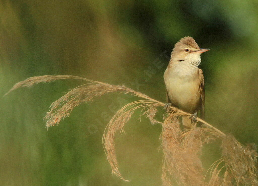 Great Reed Warbler, identification, song, Behaviour