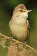 Great Reed Warbler