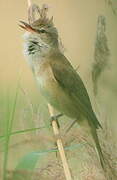 Great Reed Warbler