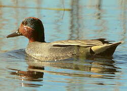 Eurasian Teal