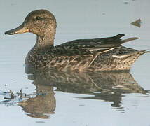 Eurasian Teal