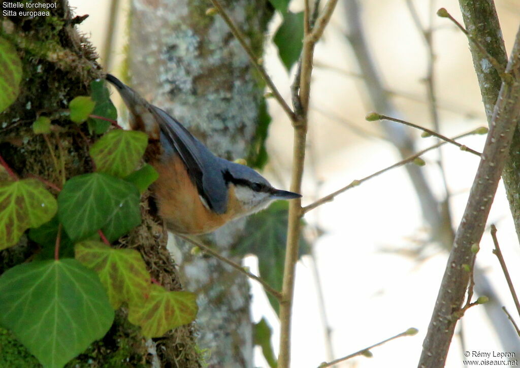 Eurasian Nuthatchadult