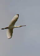 Eurasian Spoonbill