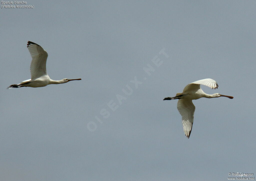 Eurasian Spoonbill