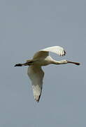 Eurasian Spoonbill