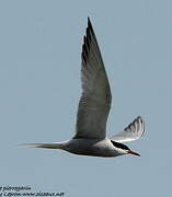 Common Tern