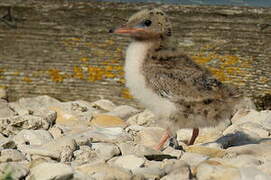 Common Tern