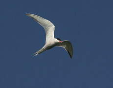 Common Tern