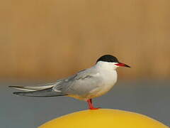 Common Tern