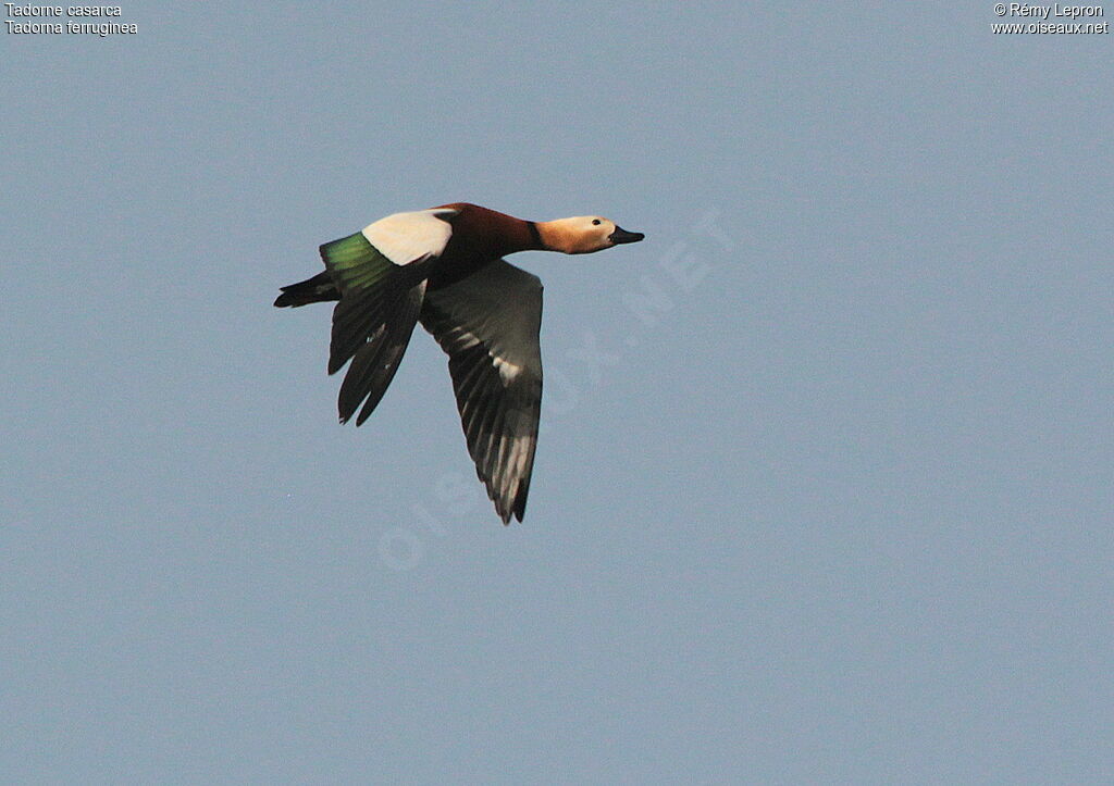 Ruddy Shelduck