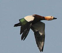 Ruddy Shelduck