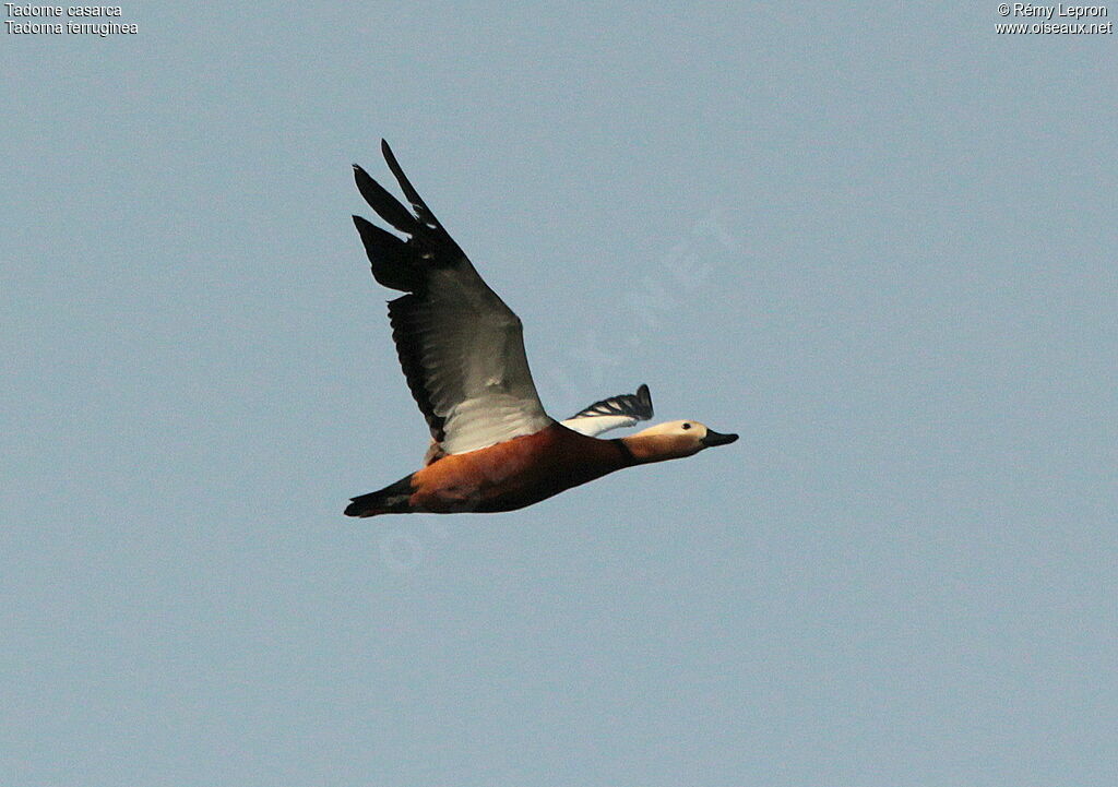 Ruddy Shelduck