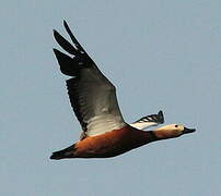 Ruddy Shelduck