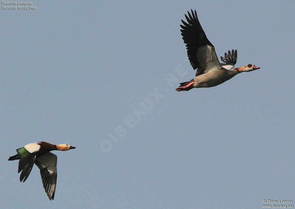 Ruddy Shelduck