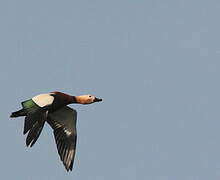 Ruddy Shelduck