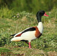 Common Shelduck