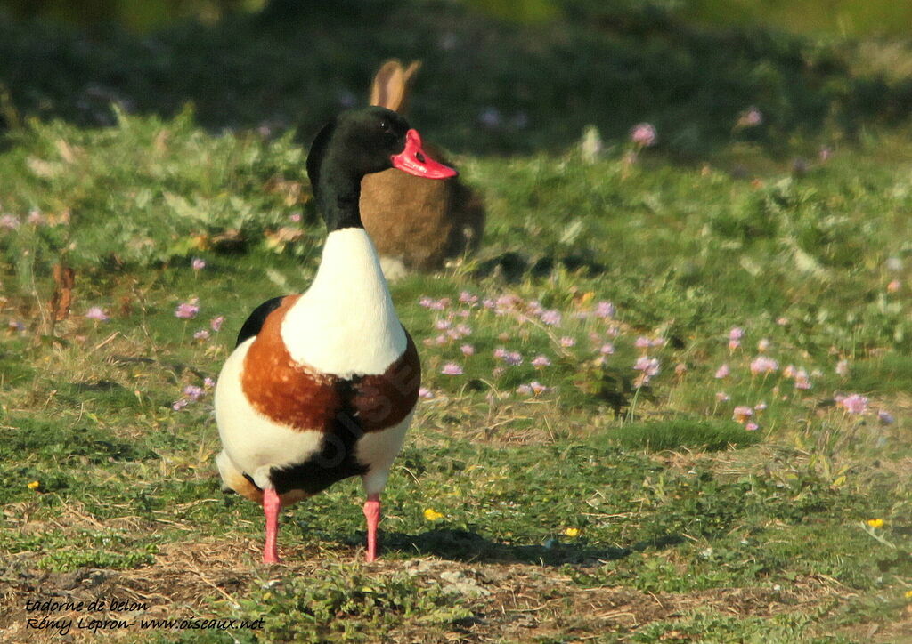 Common Shelduck male adult