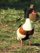 Common Shelduck