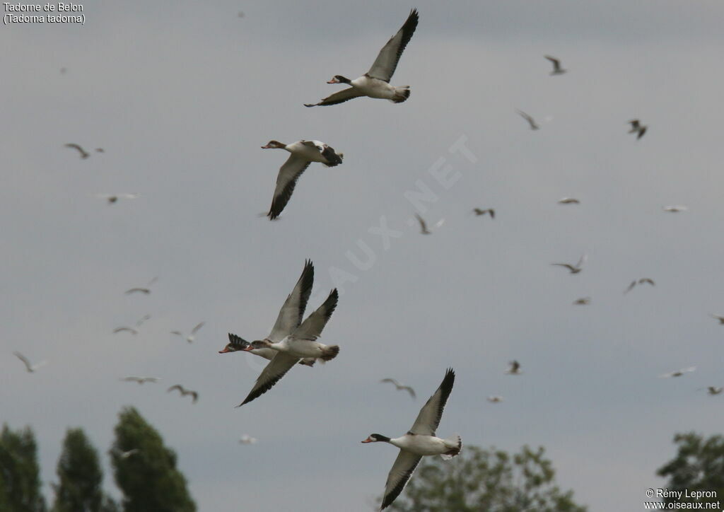 Common Shelduckimmature