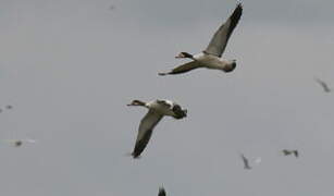 Common Shelduck