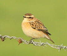 Whinchat