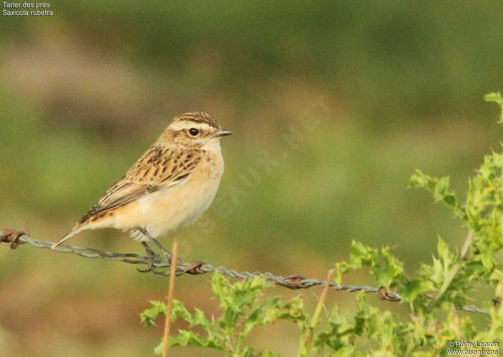 Whinchat