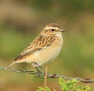 Whinchat