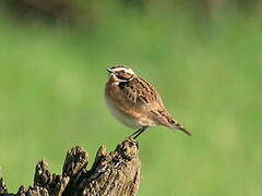 Whinchat