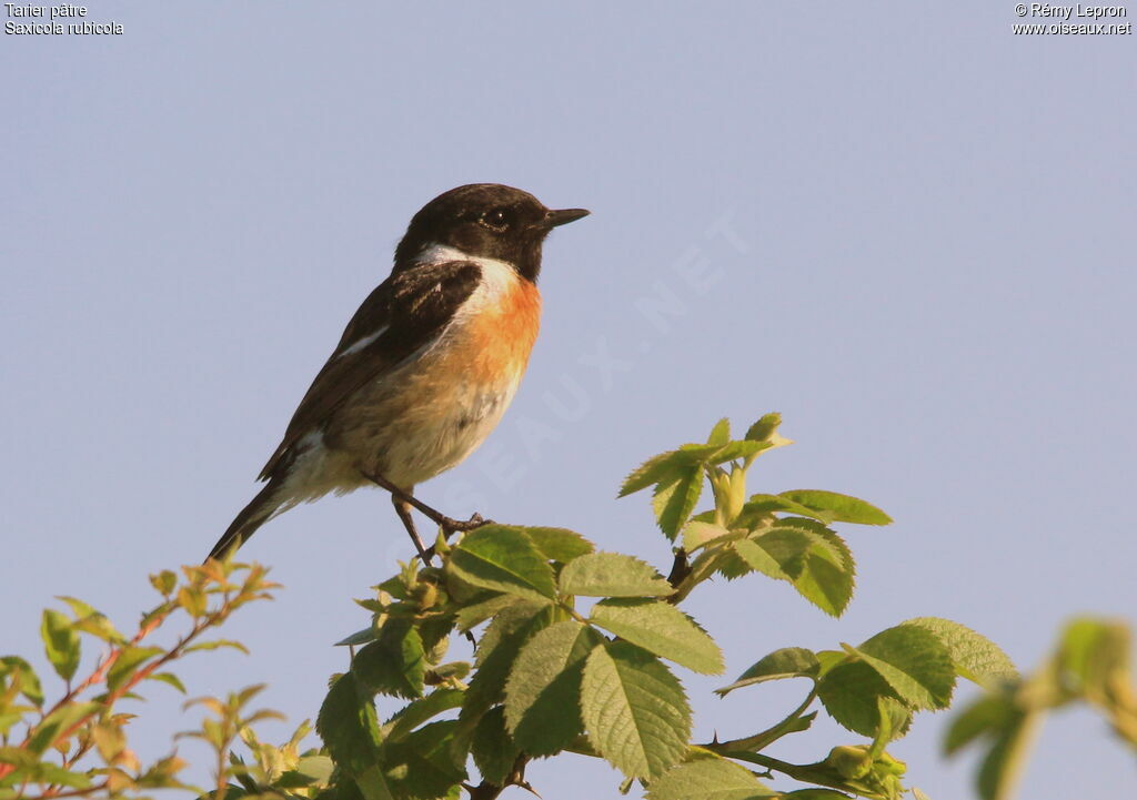 European Stonechat male adult