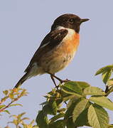 European Stonechat