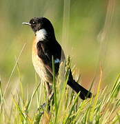 European Stonechat