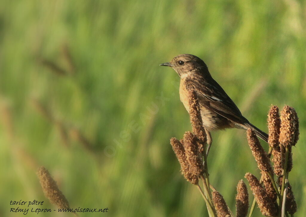 European Stonechat female adult