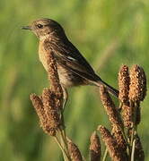 European Stonechat