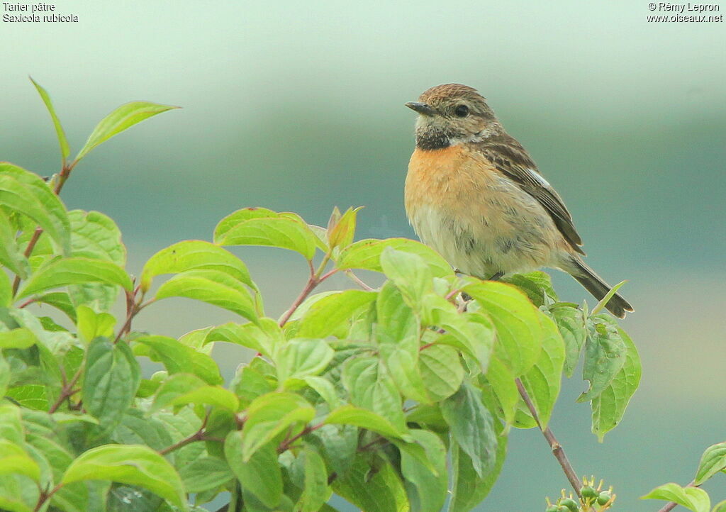 European Stonechat