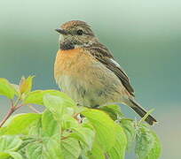 European Stonechat