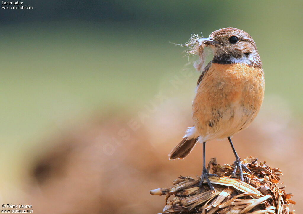 European Stonechat female adult, Reproduction-nesting